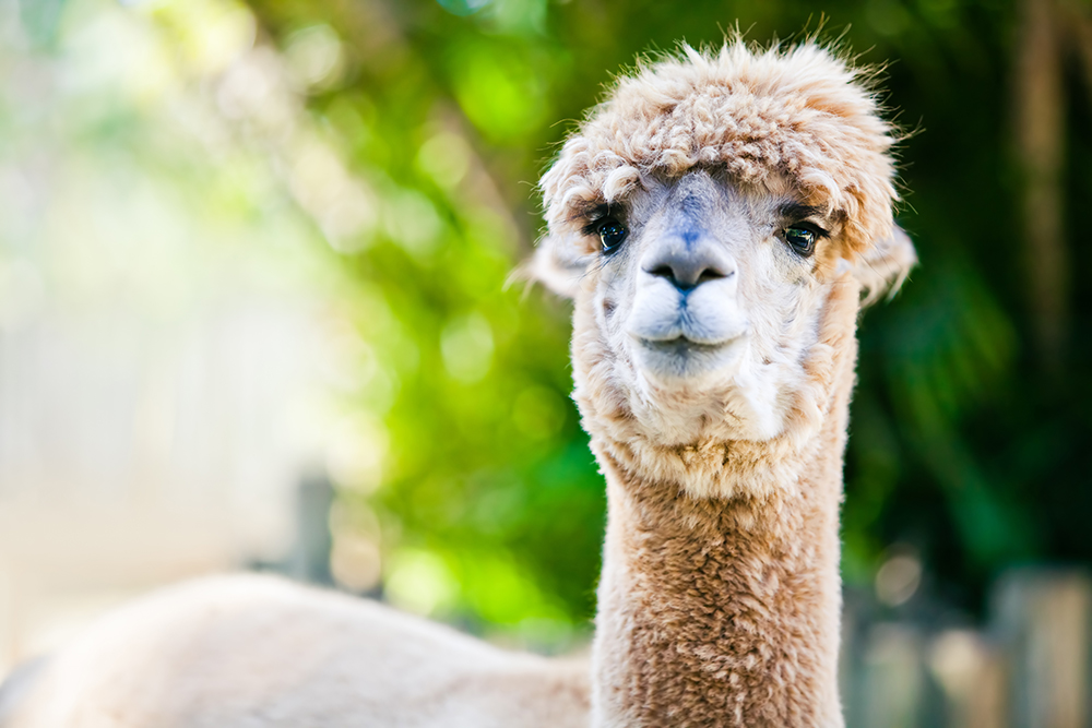 Alpaca portrait on green natural background